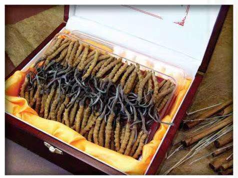 增城冬虫夏草回收